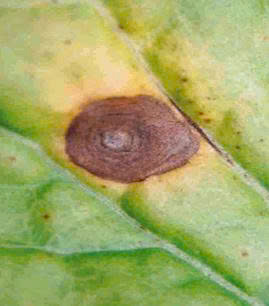 m-nau-1.jpg